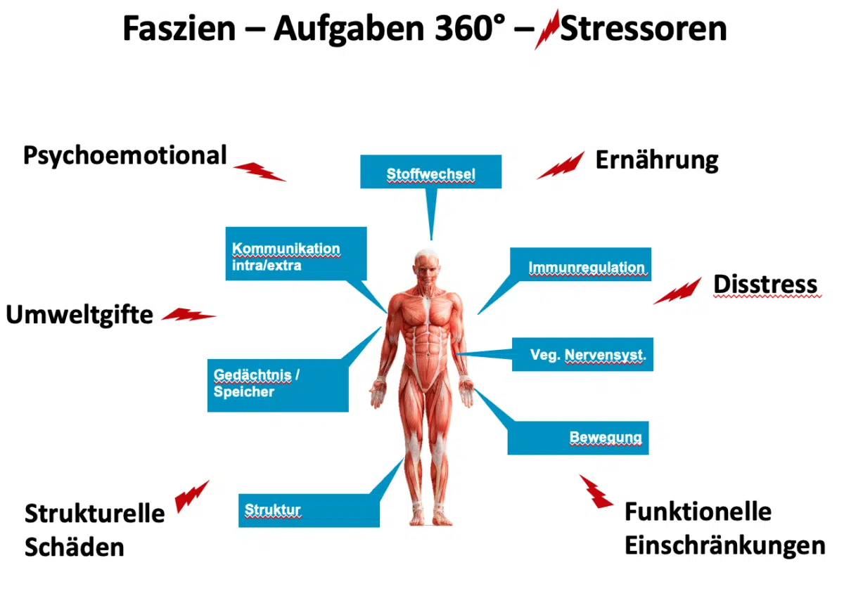 Faszientherapie Przystawik – Faszien-Aufgaben 360° – Stressoren
